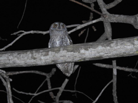 Eastern screech owl